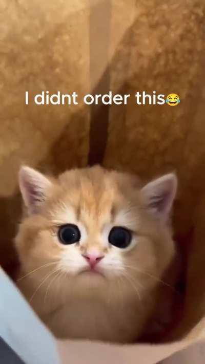 He's a McDonald's delivery cat. Who wants a hamburguer?