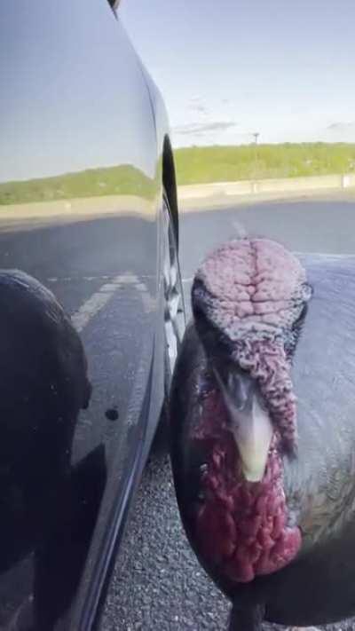 I tried to show the turkey that hangs around at my workplace the selfie cam. It then decided to just scratch my car... I could only imagine what goes on when I’m inside the building