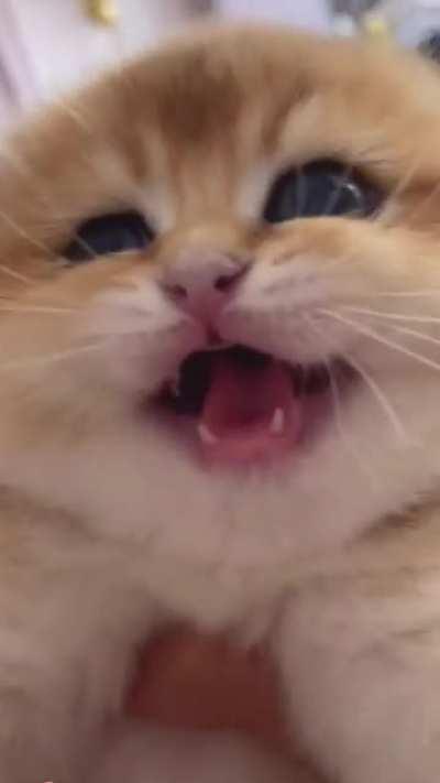 Little Marshmallow! Name Plz🥺