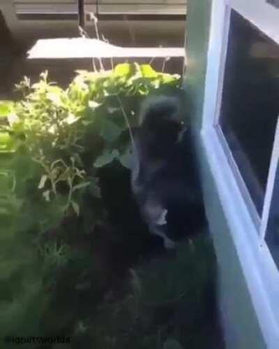 to give the Husky a bath