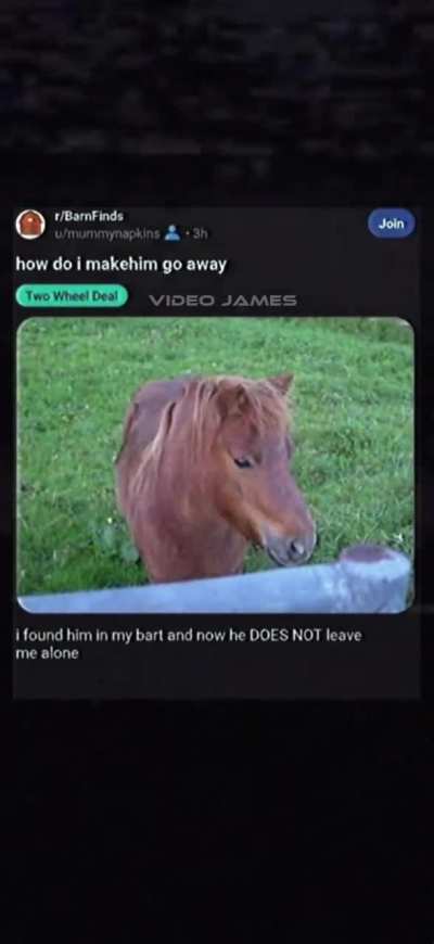 unwanted horse