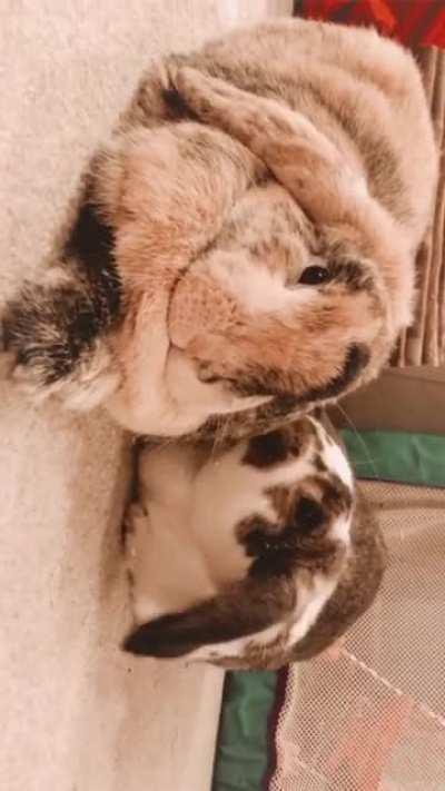 They are best buddies. Got lucky and happened to catch her signature “satisfaction huff”. Sound up! Sorry for the format; took the video on Instagram.