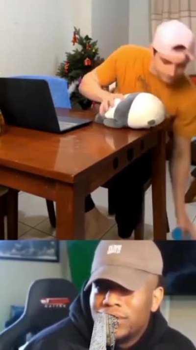 Cats, why are you like this?