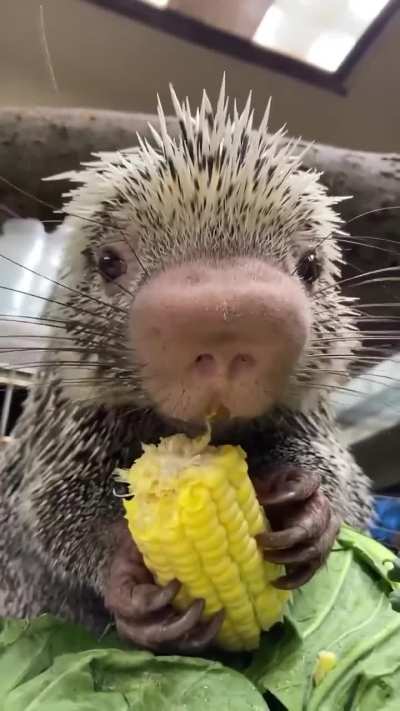 Rico, das Stachelschwein, wünscht euch einen schönen Nationalen Maistag!!