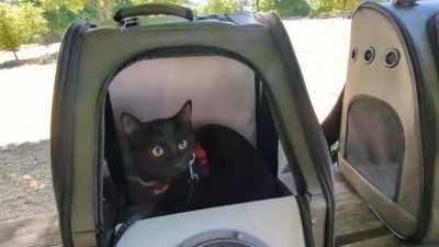 Lola's second outing. She did great this time.