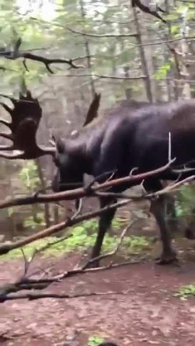Absolute Unit of a Moose walking along this hiking trail.