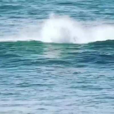 Just trying to paddle surf, but the dolphin mafia arrive