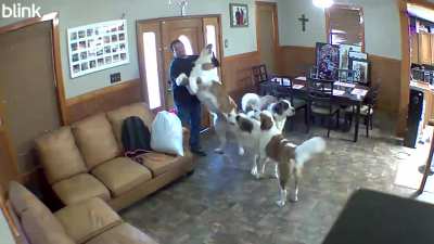 How are yall greeted when coming home??