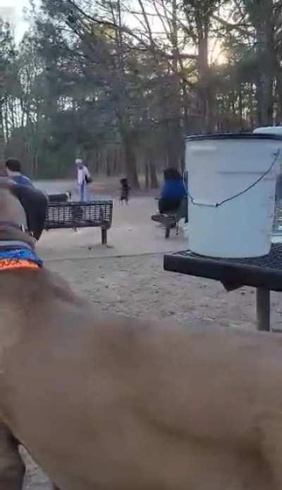 Karen at my dog park