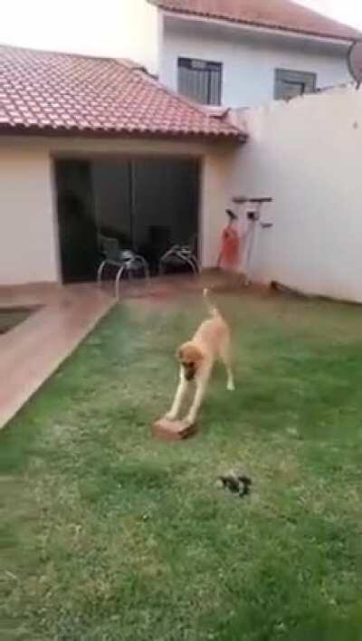 My favourite toy is the brick