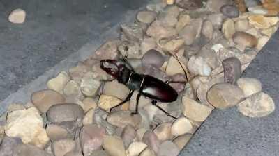 No ID needed, just a friendly Stag Beetle