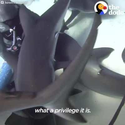 Does shark bending count?