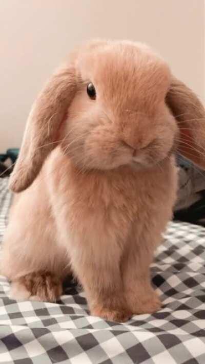 My Handsome Boy Hershey 🥰