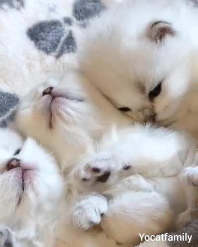 Program locked, doesn't run