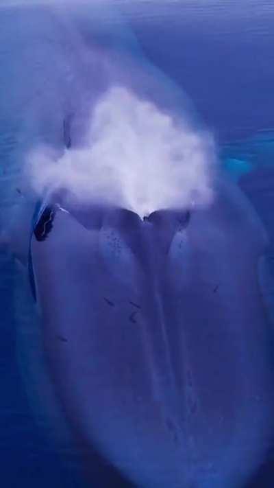 Blue Whale emerging from the depths for air