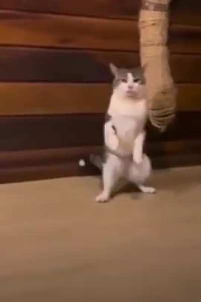 featherless? ✅ biped? ✅. this is a MAN