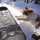 sure you're a sk8r boi but are you this awesome and cool?