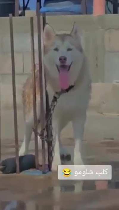dog was taken by Hamas to Gaza. They tie her up with an iron band without water or food and laugh at her when she barks and cries for help. Even terrorists are given food and water. She's just a dog, she has no part in this war.