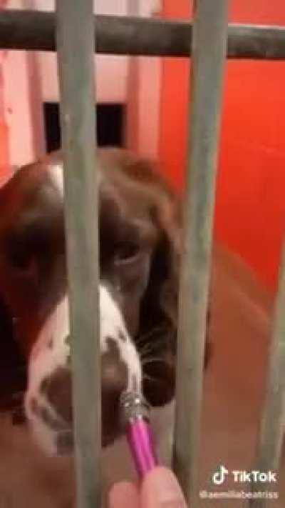 Entrevistando cachorros com um mini microfone