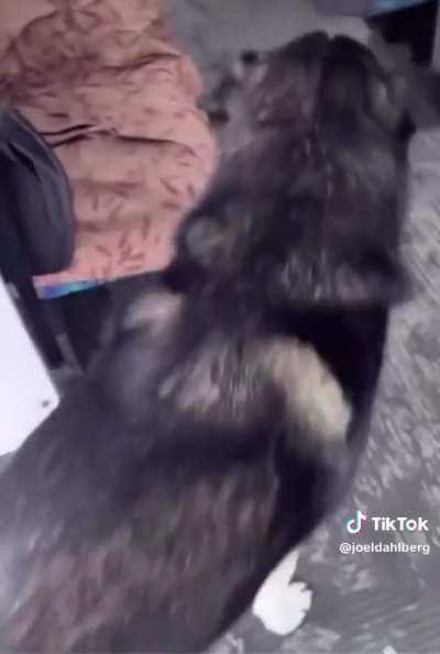 Dogs catching the bus 