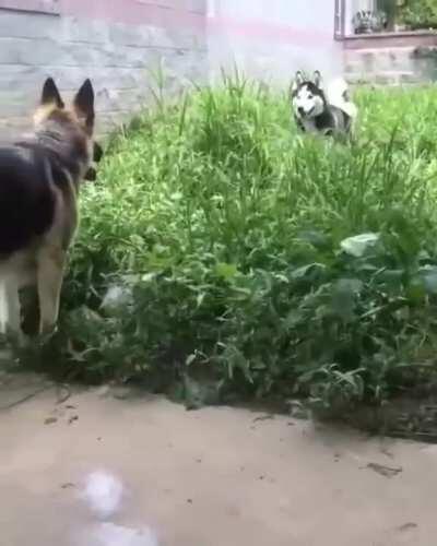 Husky finds a new friend
