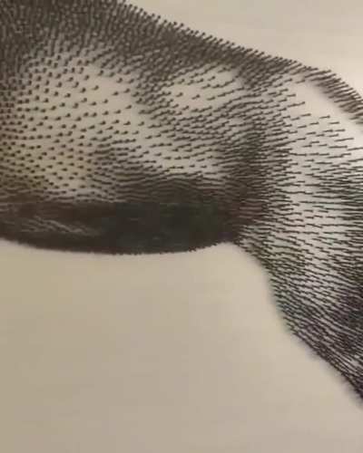 NCL : Amazing Horse 🐎 Art