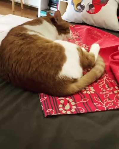 Pepe wishes to be a basketball!