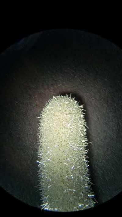 Copper and silver nitrate under the dissecting microscope. So pretty!