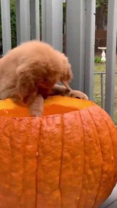 Happy Pupkin