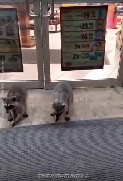 These Trash Pandas begging at a gas station is the best thing I've seen all week.