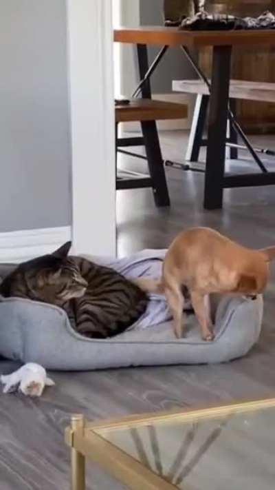 Just let me carefully get on to the bed, I don't want any trouble.