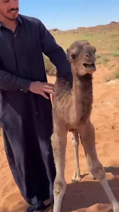 “Do the shuttle” they said, “It’s so much easier” they said..