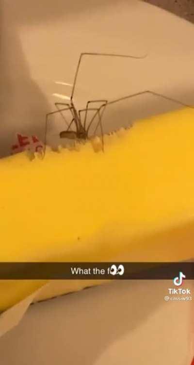 Video shows pholcid spider appearing to eat butter
