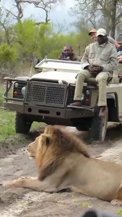 The real king 👑🦁