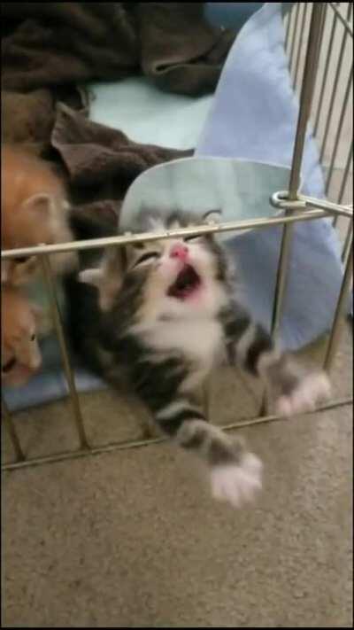 Памагите-е-е! Лë-ë-лик, маманя, со-о--о-с!