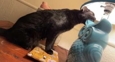 I think my cat is broken