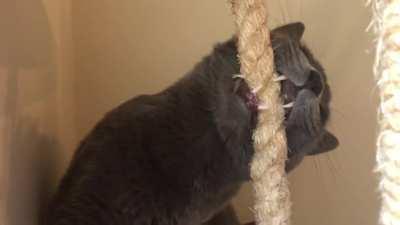 Exercisin them chompers