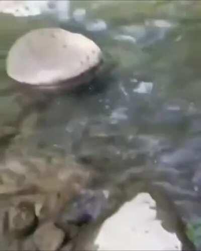 Blazing the path to my people