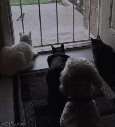 Hitdog takes advantage of a distraction