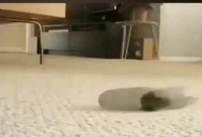 Stop vegetable abuse