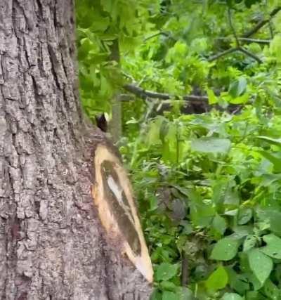 Tree Sprays Water After Having Branch Removed