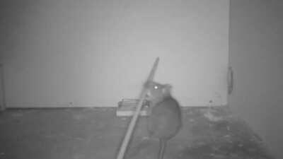 Aziz Nesin: Fareler Türkiye halkının %70 inden daha akıllıdır.