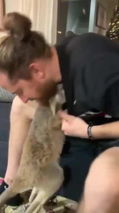 Wallaby jumping into their friend's shirt