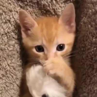 Adorable Kitten Cuddling It's Teddy