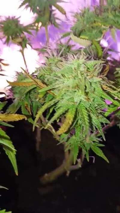 Would u say normal or is it foxtailing