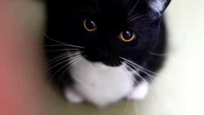 Awww, what a cute kitty!