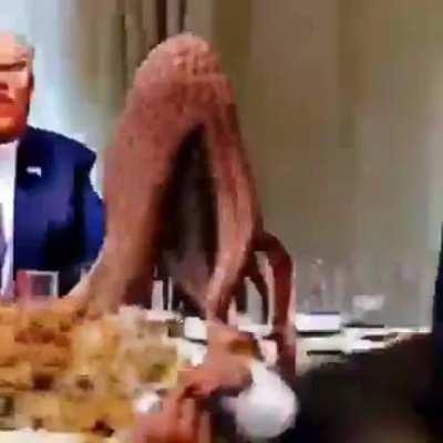 Cursed footage of Donald Trump and an octopus