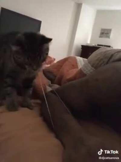 LAsT moMentS aS hOuSeCAt NeARLy sTARVeS t0 DeTH