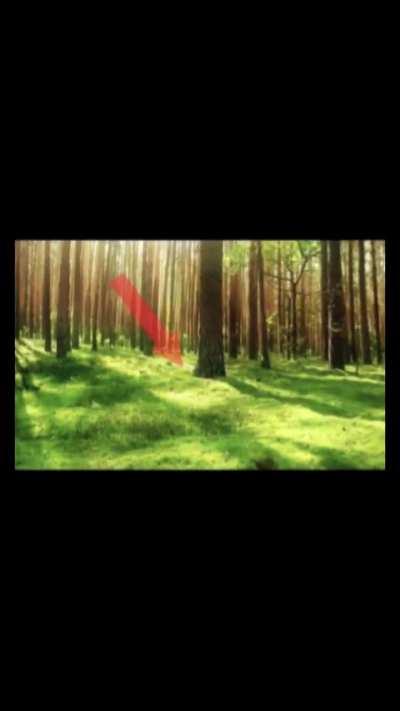 We live we love we lie