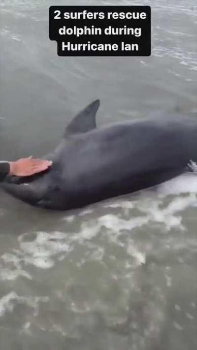 Two surfers save dolphin during Hurricane Ian..🤙🏼